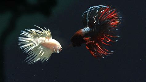 top quality betta fish